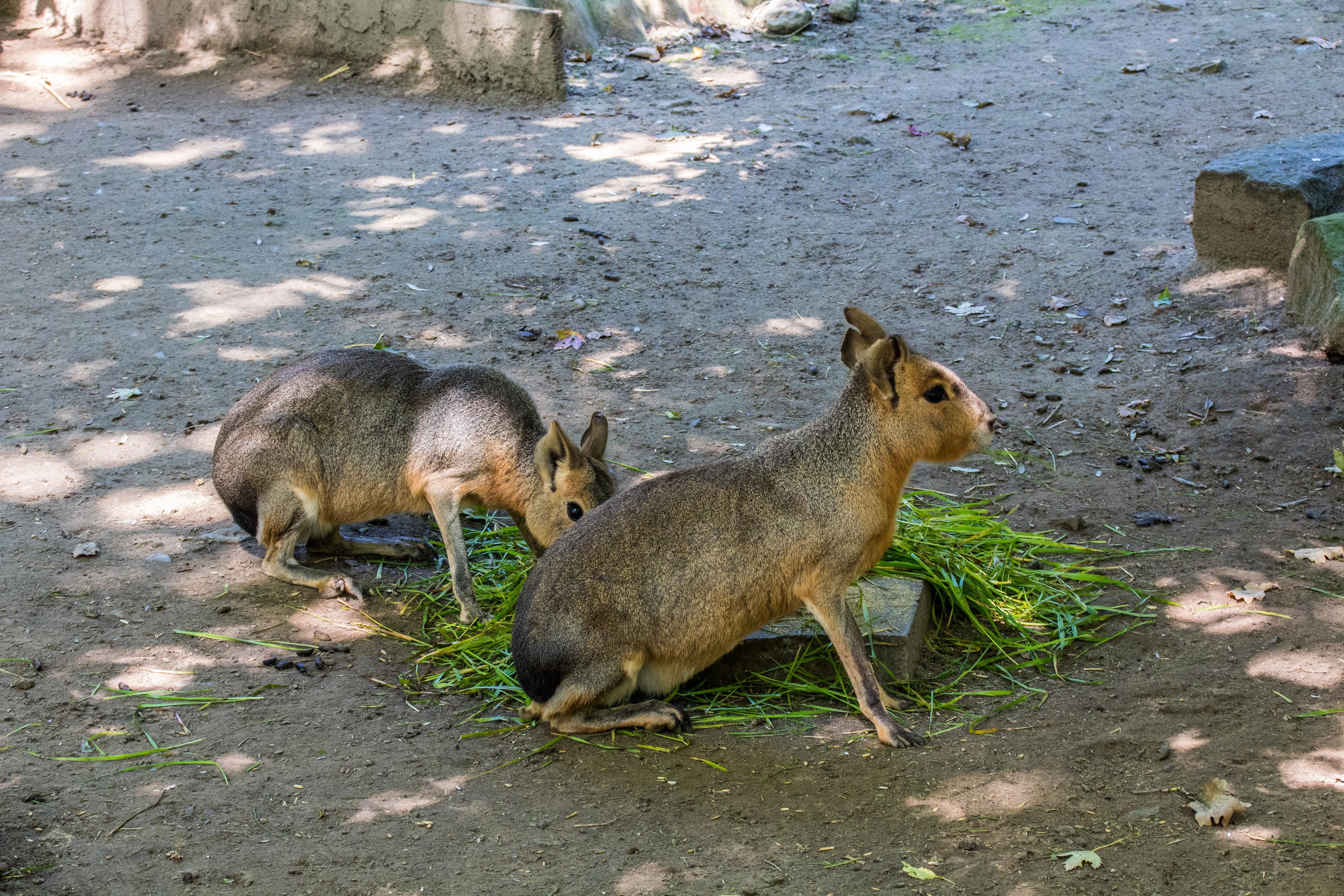 Cavy mara-01.jpg